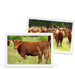 Why Tallgrass Beef Is Better For You