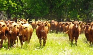 Red Buffalo Ranch